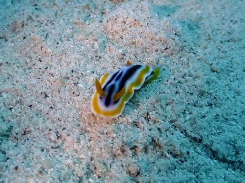 ウミウシの季節