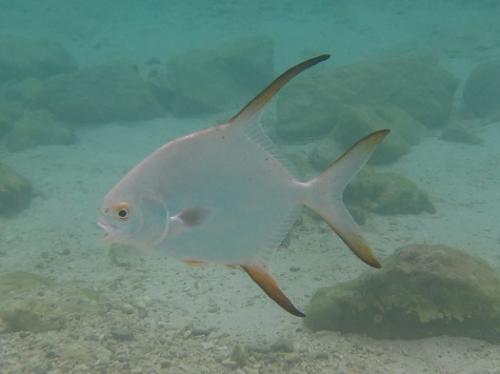 マルコバン幼魚