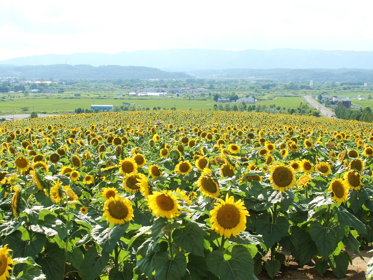 22年 全国ひまわり畑の名所29選 夏の絶景を見に行こう 見頃 イベント情報 トラベルコ