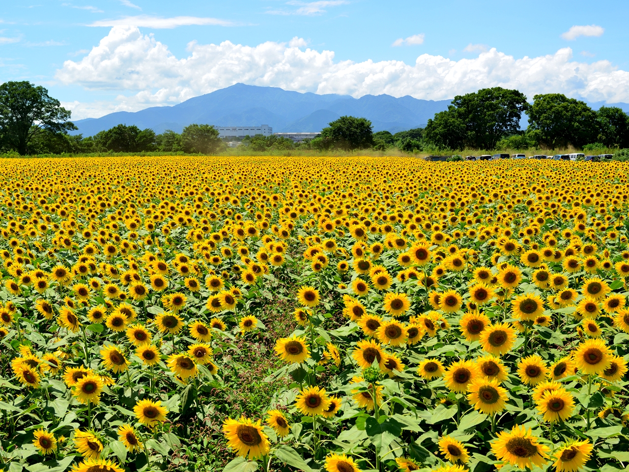 2025】全国ひまわり畑の名所28選！夏の絶景を見に行こう～見頃