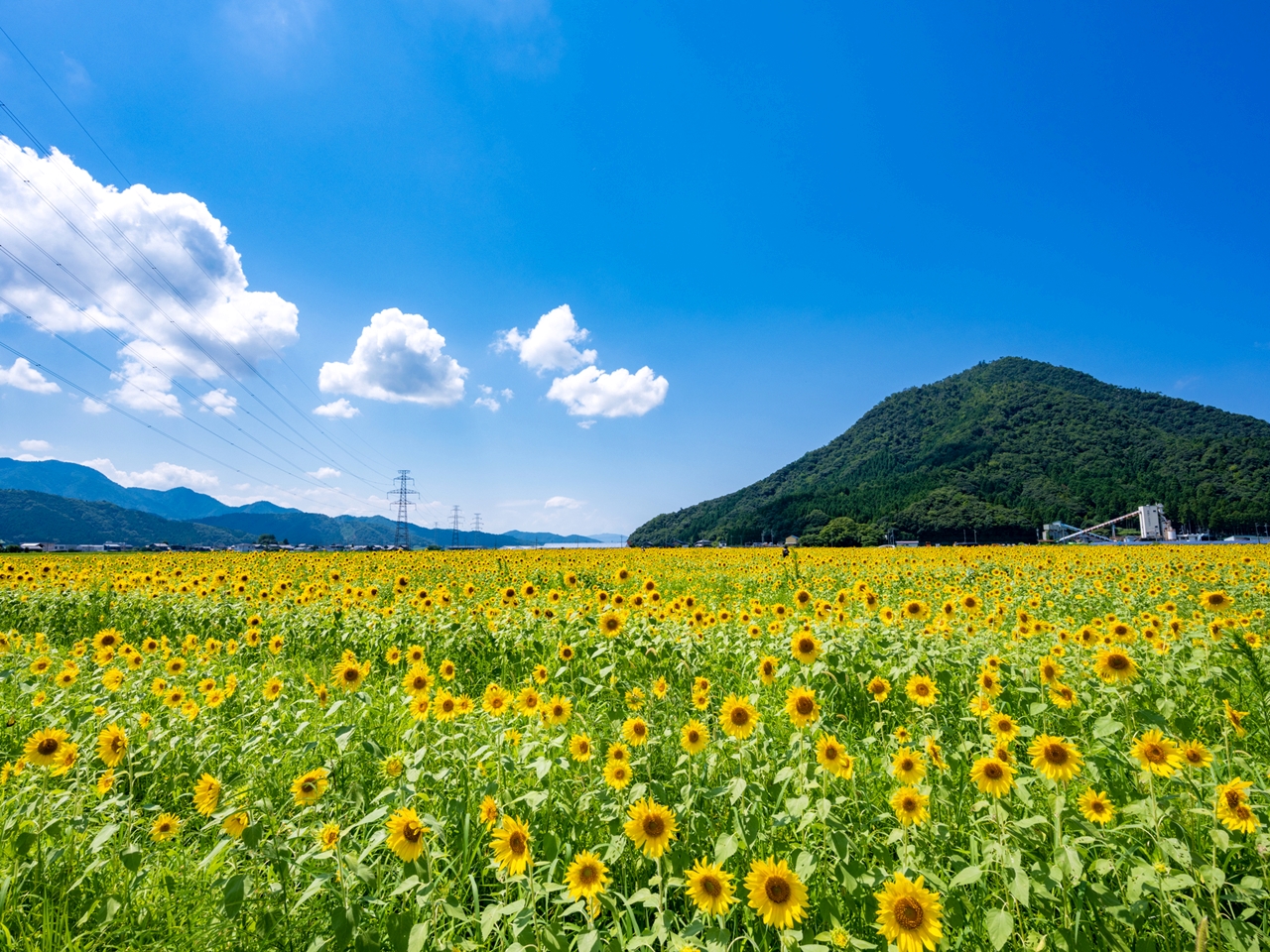 2025】全国ひまわり畑の名所28選！夏の絶景を見に行こう～見頃
