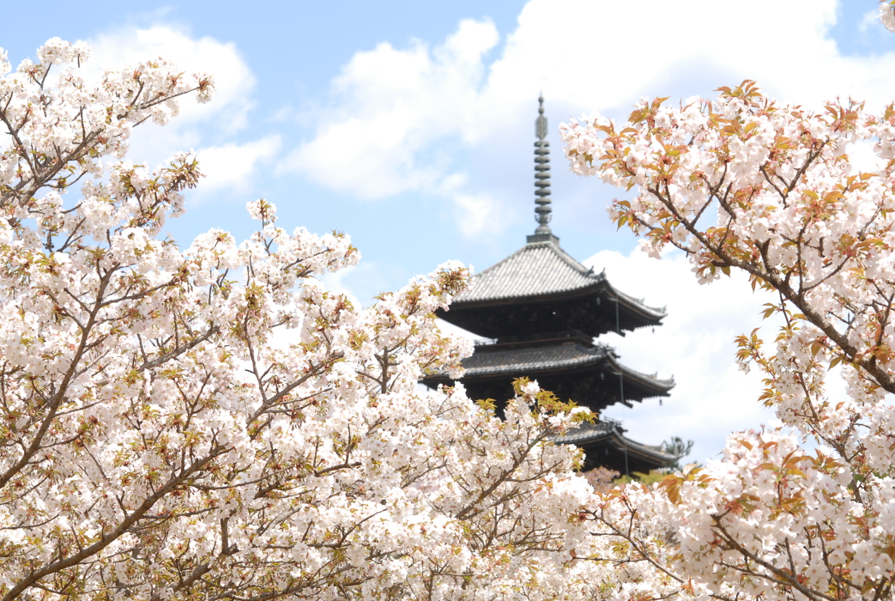 麗しい御室桜を詠んだ歌も多い