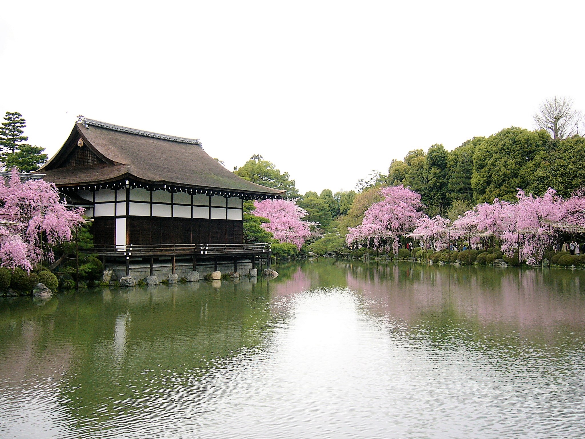 東神苑から眺める紅しだれ桜がベストショット