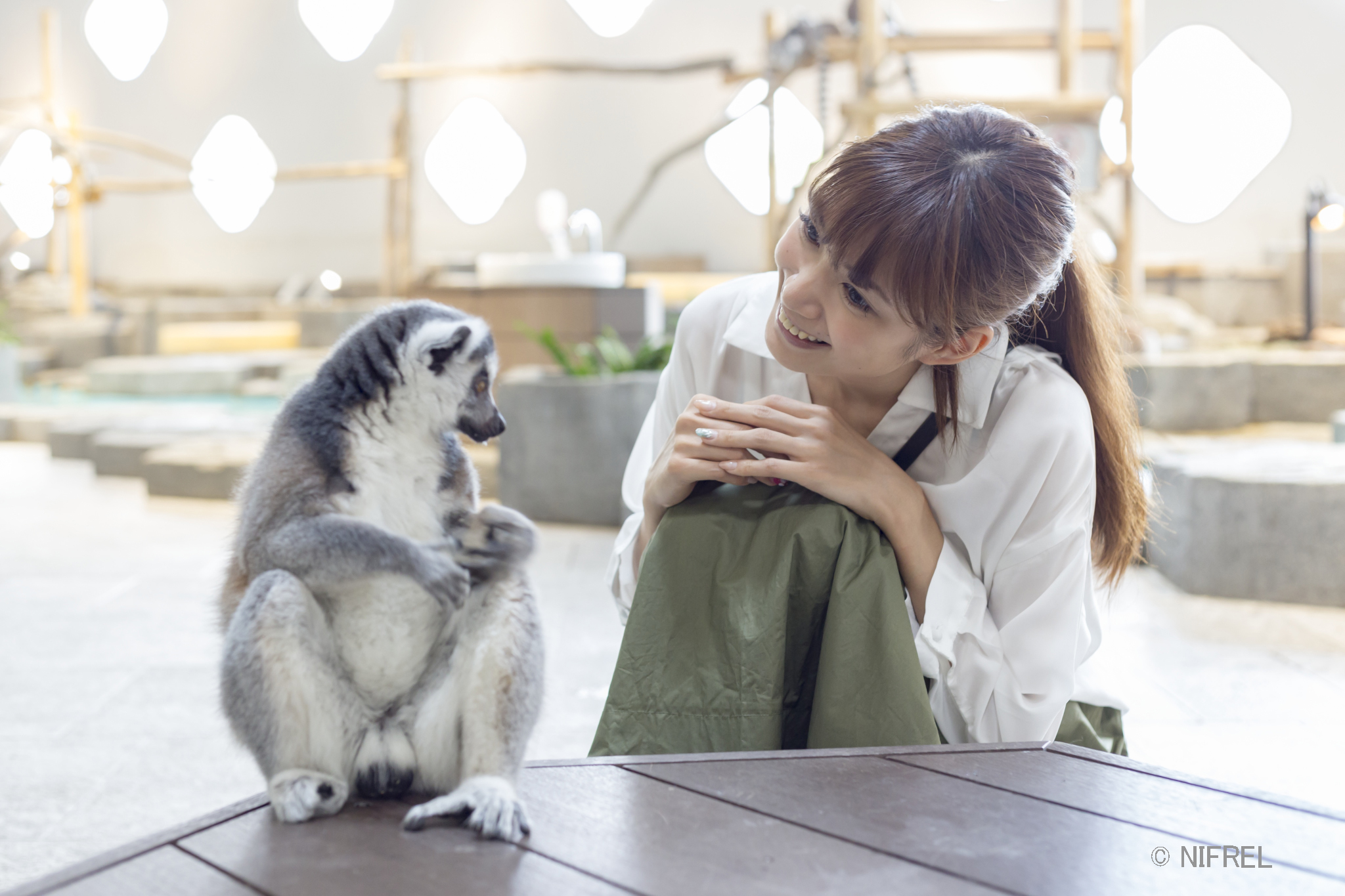 至近距離で観察できるワオキツネザル