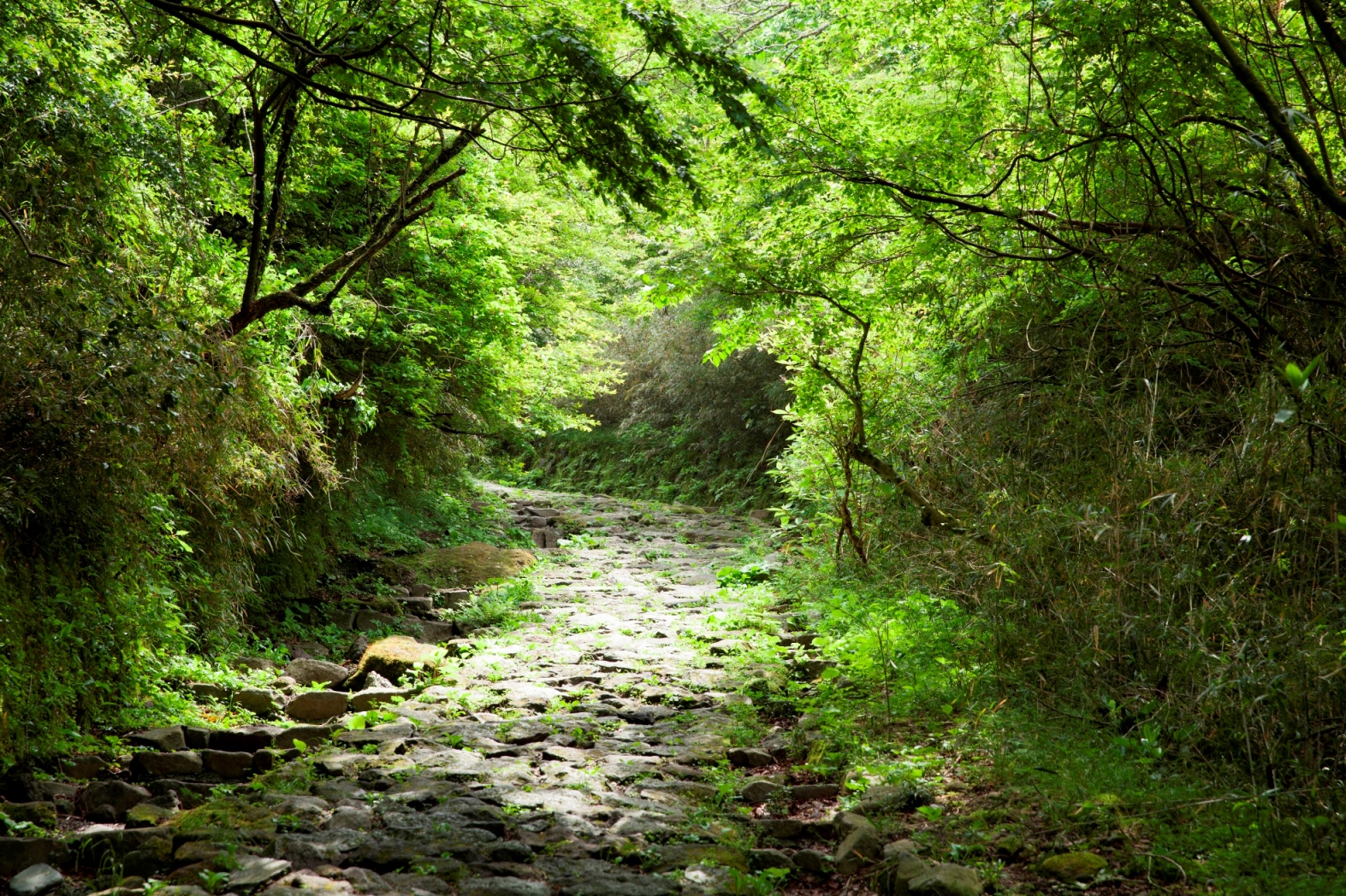 苔むした石畳が続く箱根旧街道