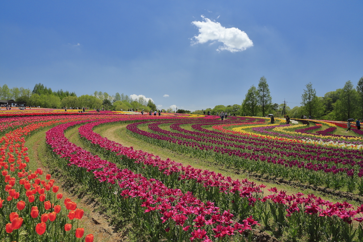 四季折々の花が咲き誇る大スケールの花畑