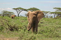 野生の動物・イメージ