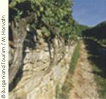 オーストリアワイン4