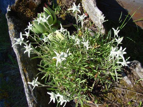 花壇のエーデルワイス