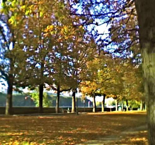 chemin borde darbre2