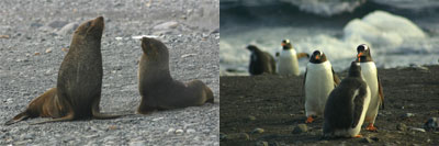 ゾウアザラシ/ジェンツーペンギン