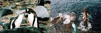 ペンギンの親子/ザトウクジラ