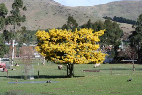 Ｐ４３-０３０Ｆ