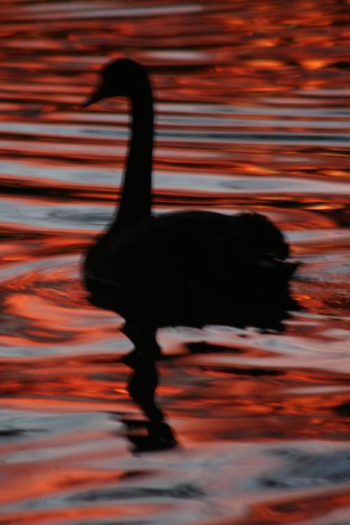 Ｐ７０-０２９Ｆ