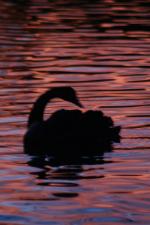 Ｐ７０-０３０Ｆ