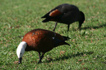 Ｐ７１-００９Ｆ