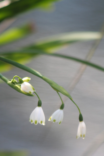 Ｐ７１-００７Ｆ