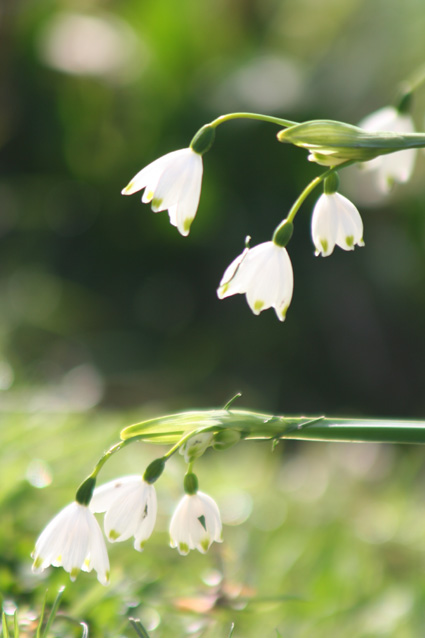 Ｐ７１-００８Ｆ