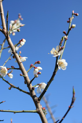 Ｐ７１-０１１Ｆ