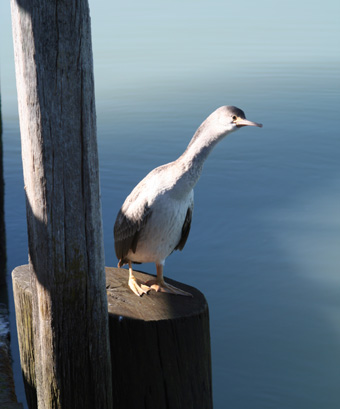 Ｐ７１-０４４Ｆ