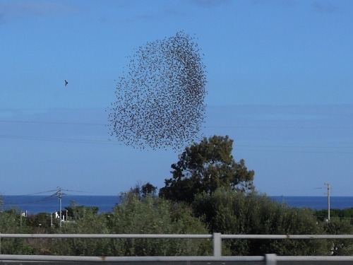 ムクドリの群れ