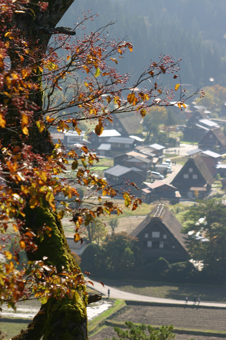 【紅葉】色鮮やかな空間につつまれる癒し旅