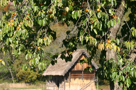 【紅葉】色鮮やかな空間につつまれる癒し旅