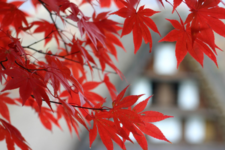 冬を迎える前に 美しく色づく白川郷の紅葉