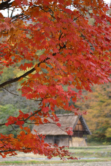 冬を迎える前に 美しく色づく白川郷の紅葉
