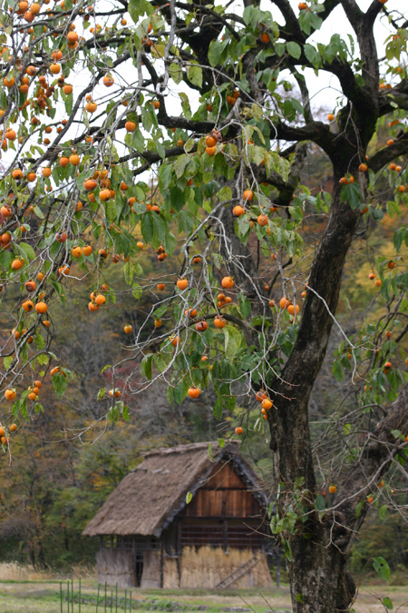 雪と紅葉が競演〜世界遺産 白川郷合掌集落