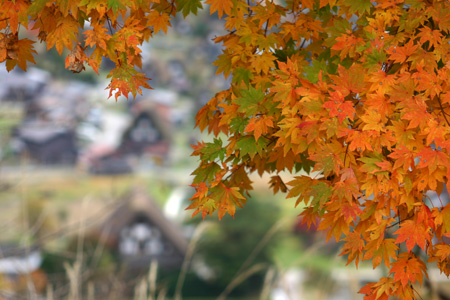 雪と紅葉が競演〜世界遺産 白川郷合掌集落