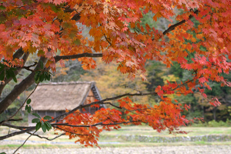 雪と紅葉が競演〜世界遺産 白川郷合掌集落