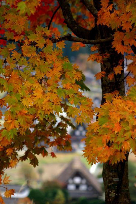 ☆白川郷の山里はいよいよ紅葉