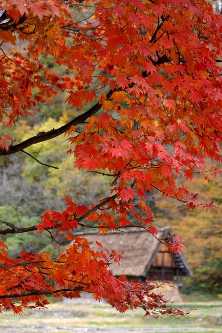 ☆白川郷の山里はいよいよ紅葉