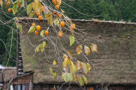 ☆白川郷の山里はいよいよ紅葉