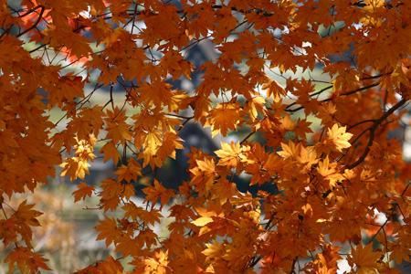 ★白川郷の秋〜冬をゆっくり味わう◇紅葉、