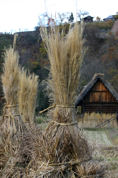 今年の紅葉は終盤に６
