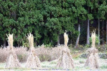 今年の紅葉は終盤に７