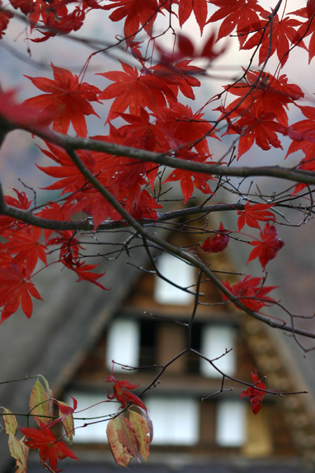 〜冬紅葉〜紅葉の季節が終わりに近づき、７