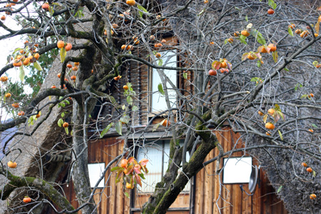 〜冬紅葉〜紅葉の季節が終わりに近づき、９