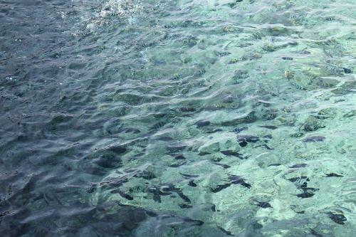 色とりどりの魚