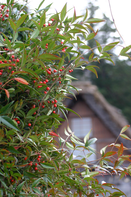 初冬を迎える白川郷の旅は・・・・観光のピ