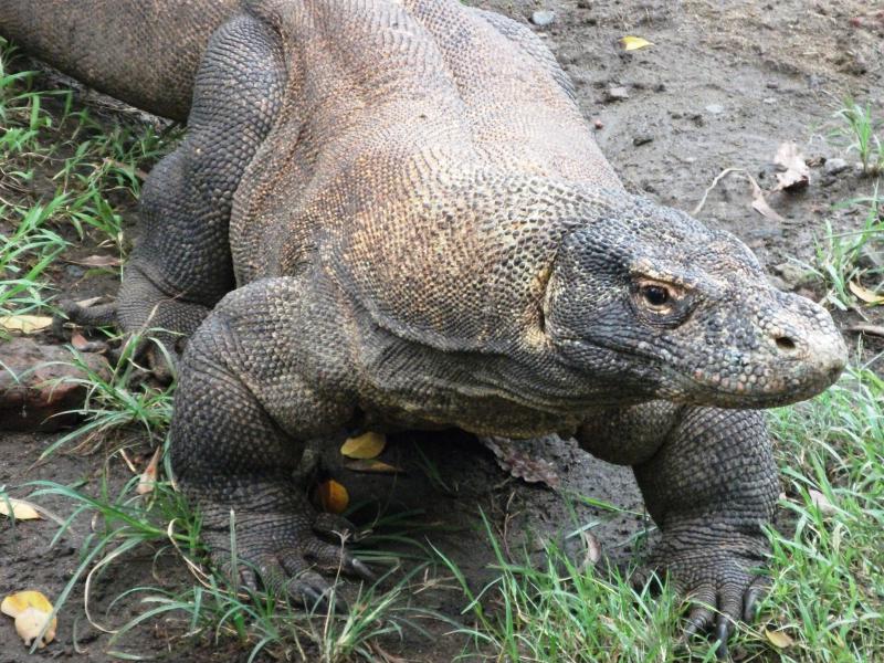 現代の恐竜 コモドドラゴン インドネシア コモド島 株 ユーラシア旅行社さんの旅行ブログ トラベルコ