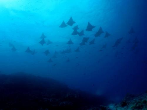 サイパン ダイビング セルフィッシュ