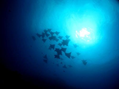 サイパン ダイビング セルフィッシュ