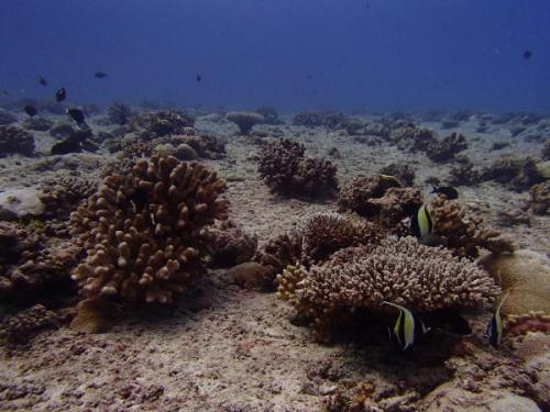 サイパン ダイビング セルフィッシュ