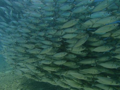 サイパン ダイビング セルフィッシュ