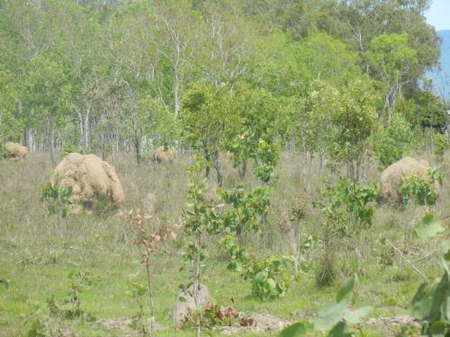 濃い緑の草原地帯を抜けると徐々に乾いた内