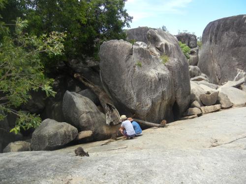 野生のワラビーとの触れ合いは動物園とはま