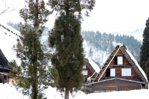 白川郷合掌集落 茅葺き屋根 葺き替え ２